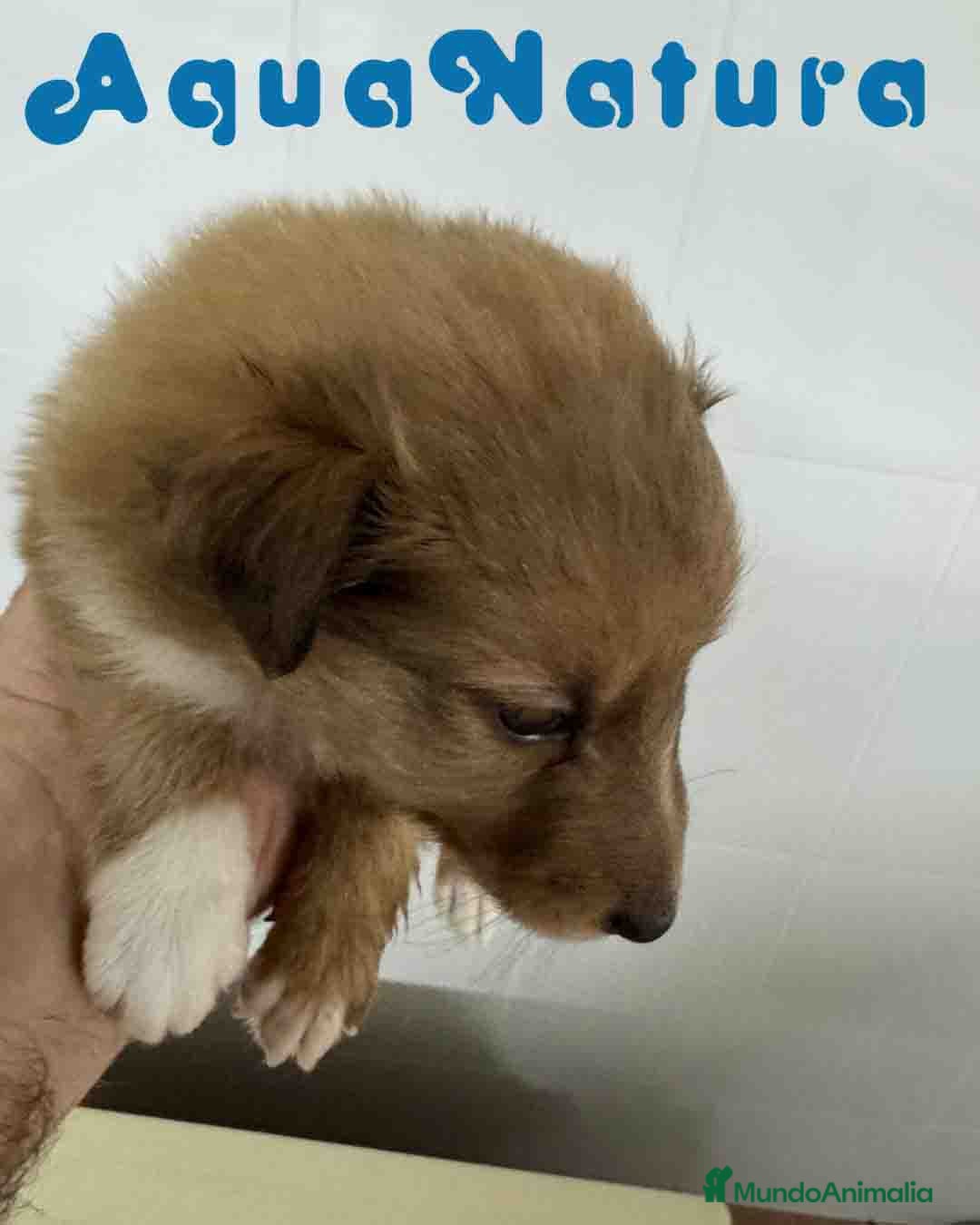 Perro Pastor de las Shetland perros en venta: Pastor de Shetland Macho 1 de Nana AQUANATURA - Anuncio 2