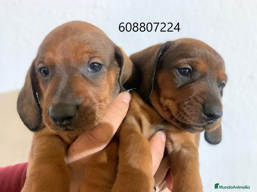 Teckel perros en venta: Teckel cachorros pelo corto - Imagen 1