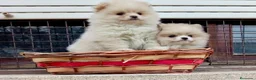 Pomerania perros en venta: Pomerania toy - Anuncio 2