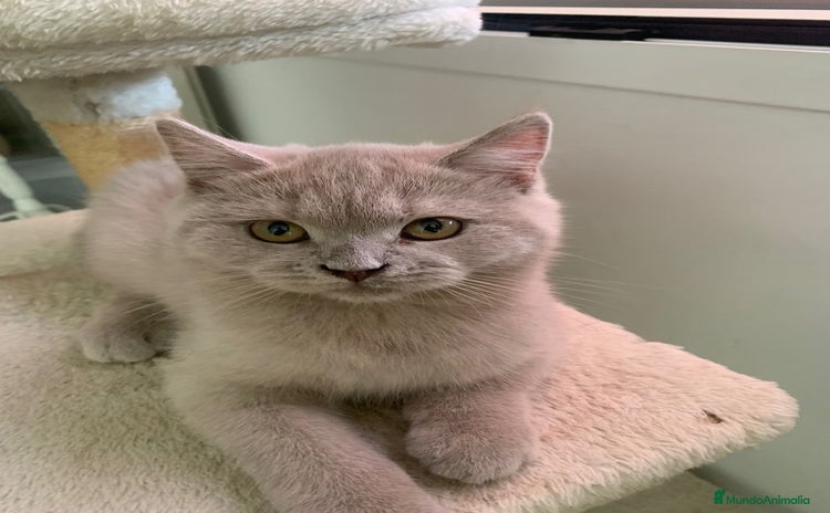 Británico de Pelo Corto gatos - Anuncio 3