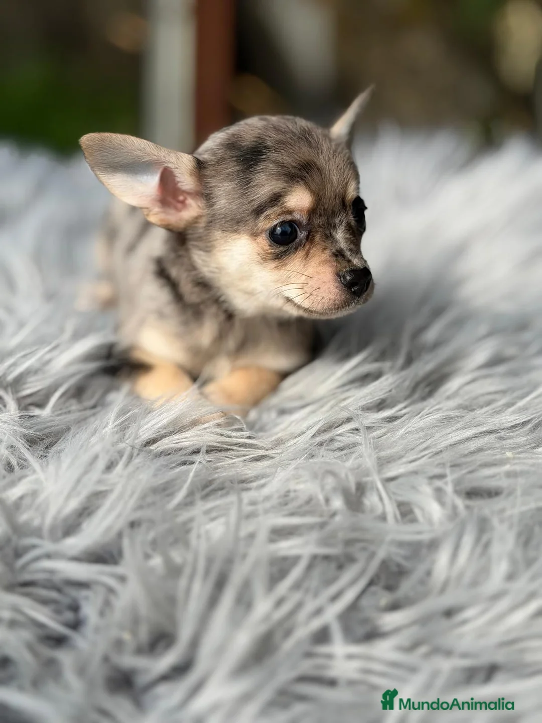 Chihuahua perros en venta: CAMADA CHIHUAHUA MERLE MACHO - Anuncio 10