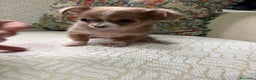 Chihuahua perros en venta: Chihuahua Toy hembra chocolate pelo largo  - Anuncio 4