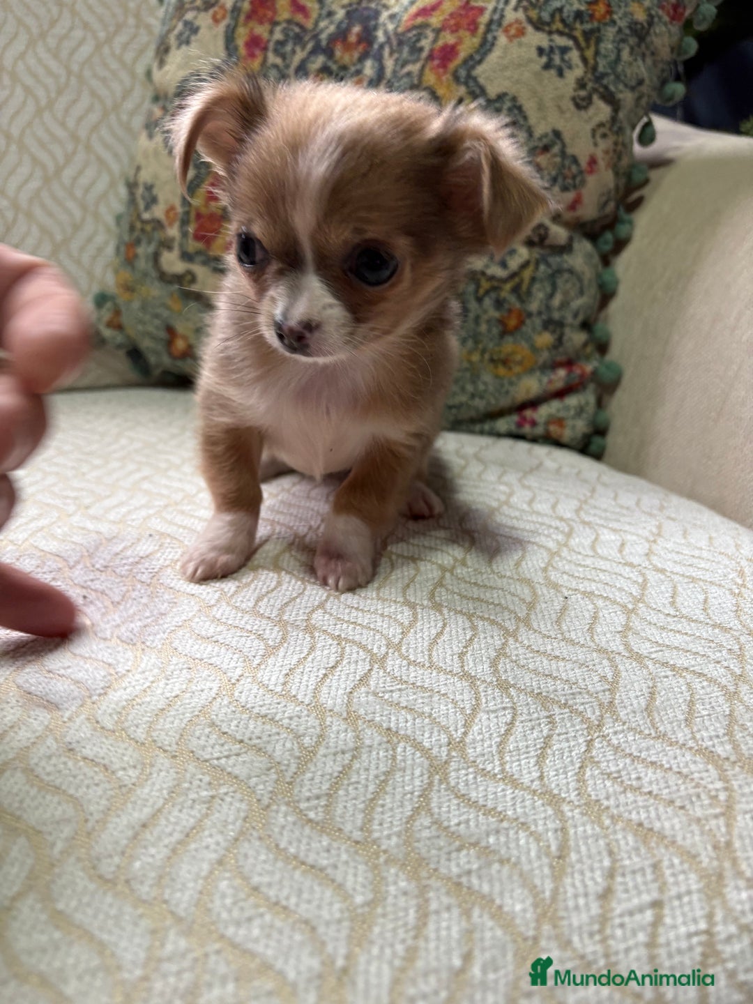 Chihuahua perros en venta: Chihuahua Toy hembra chocolate pelo largo  - Anuncio 4