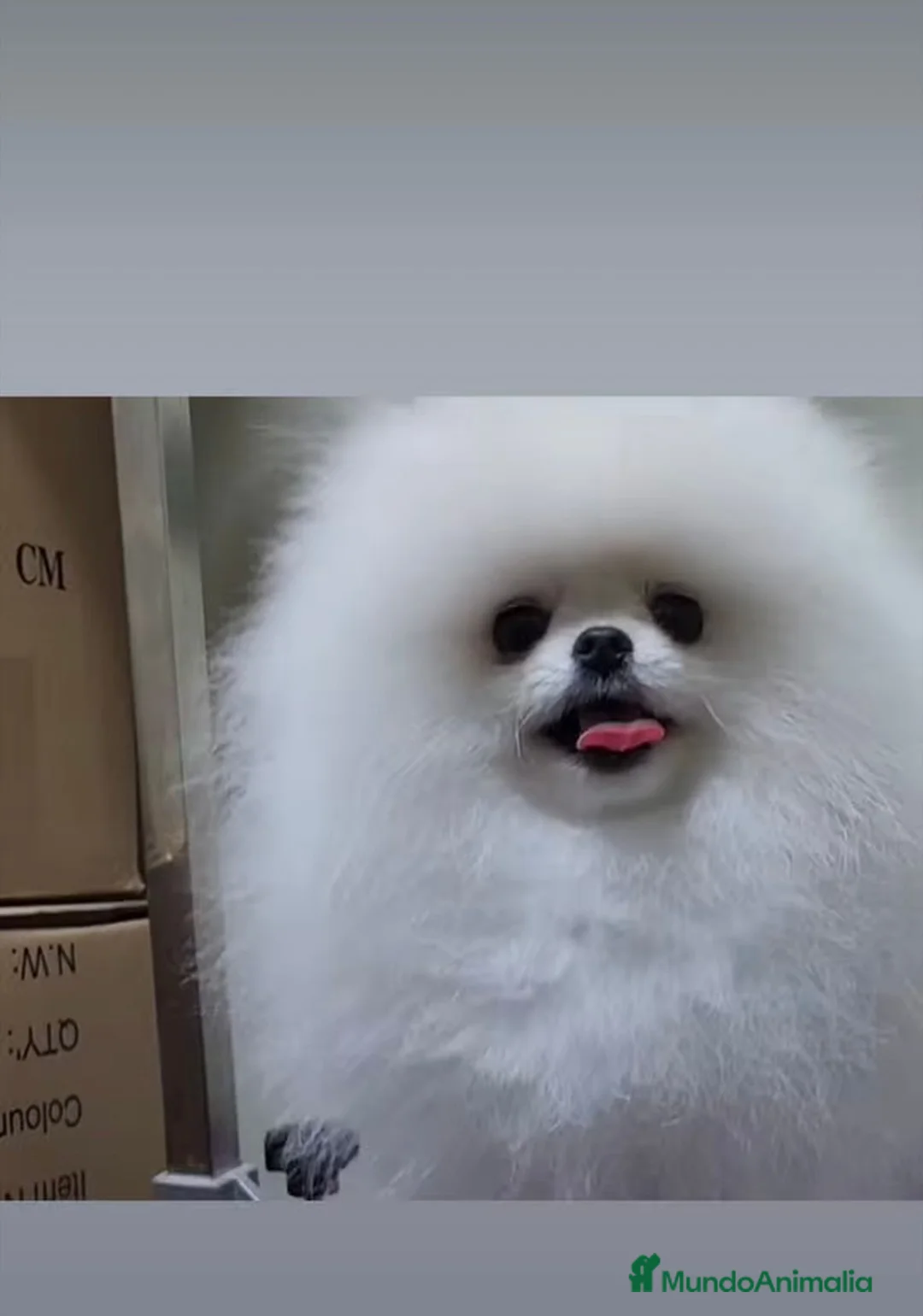 Pomapoo perros en venta: Pomapoo - Anuncio 7