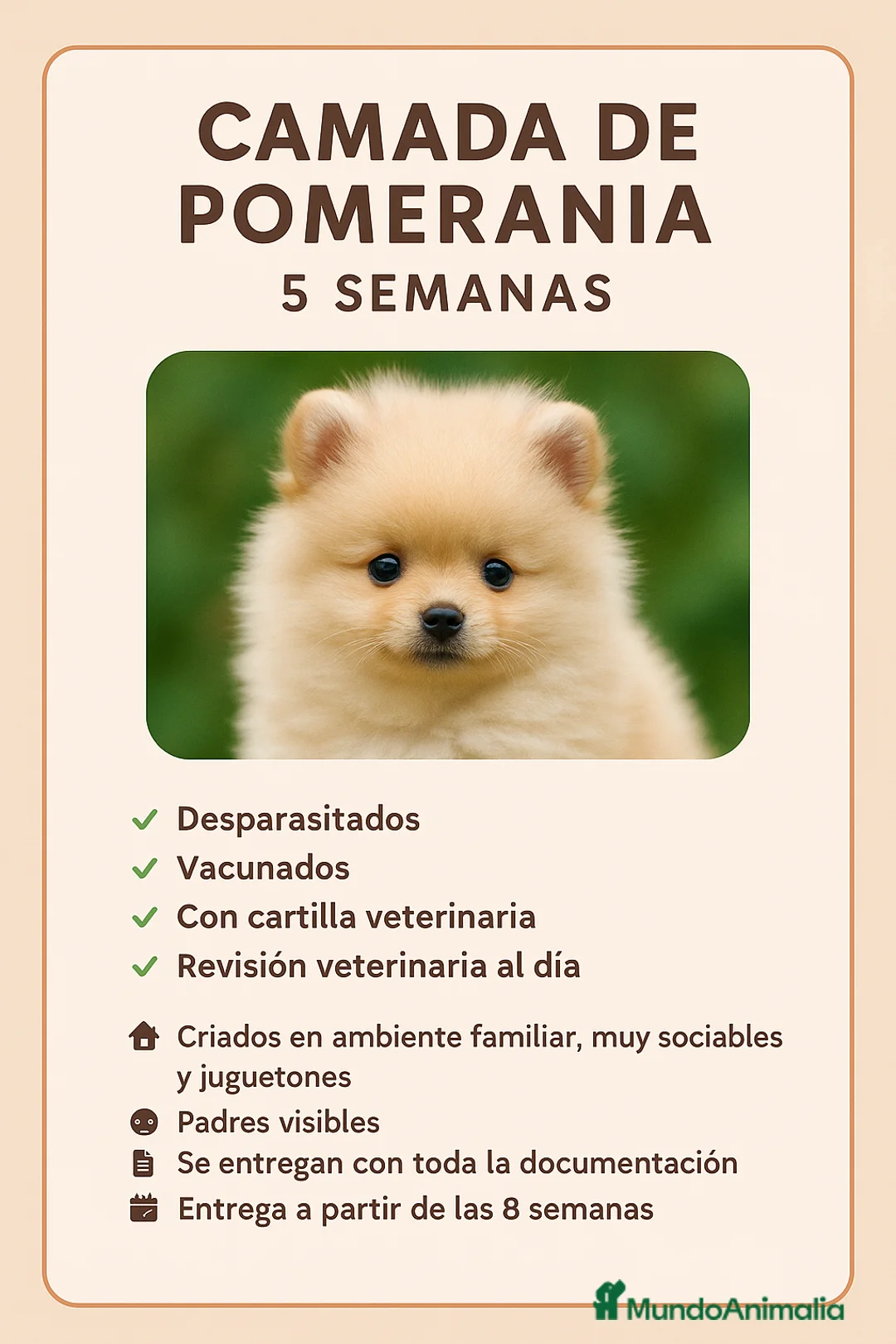 Pomerania perros en venta: Exclusivo Pomerania hembra, super toy  - Anuncio 2