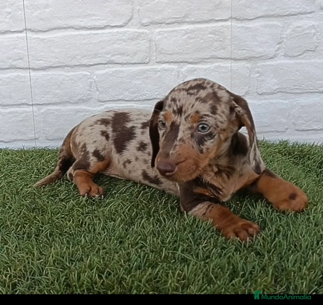 Teckel Miniatura perros en venta: Cachorro de Teckel arlequín chocolate miniatura  - Anuncio 1