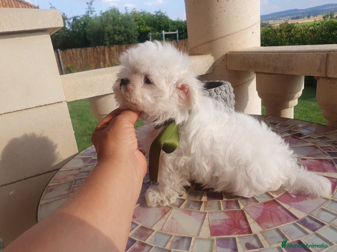 Bichón Maltés perros en venta: Bichon Maltes  - Imagen 4