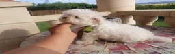 Bichón Maltés perros en venta: Bichon Maltes  - Anuncio 4
