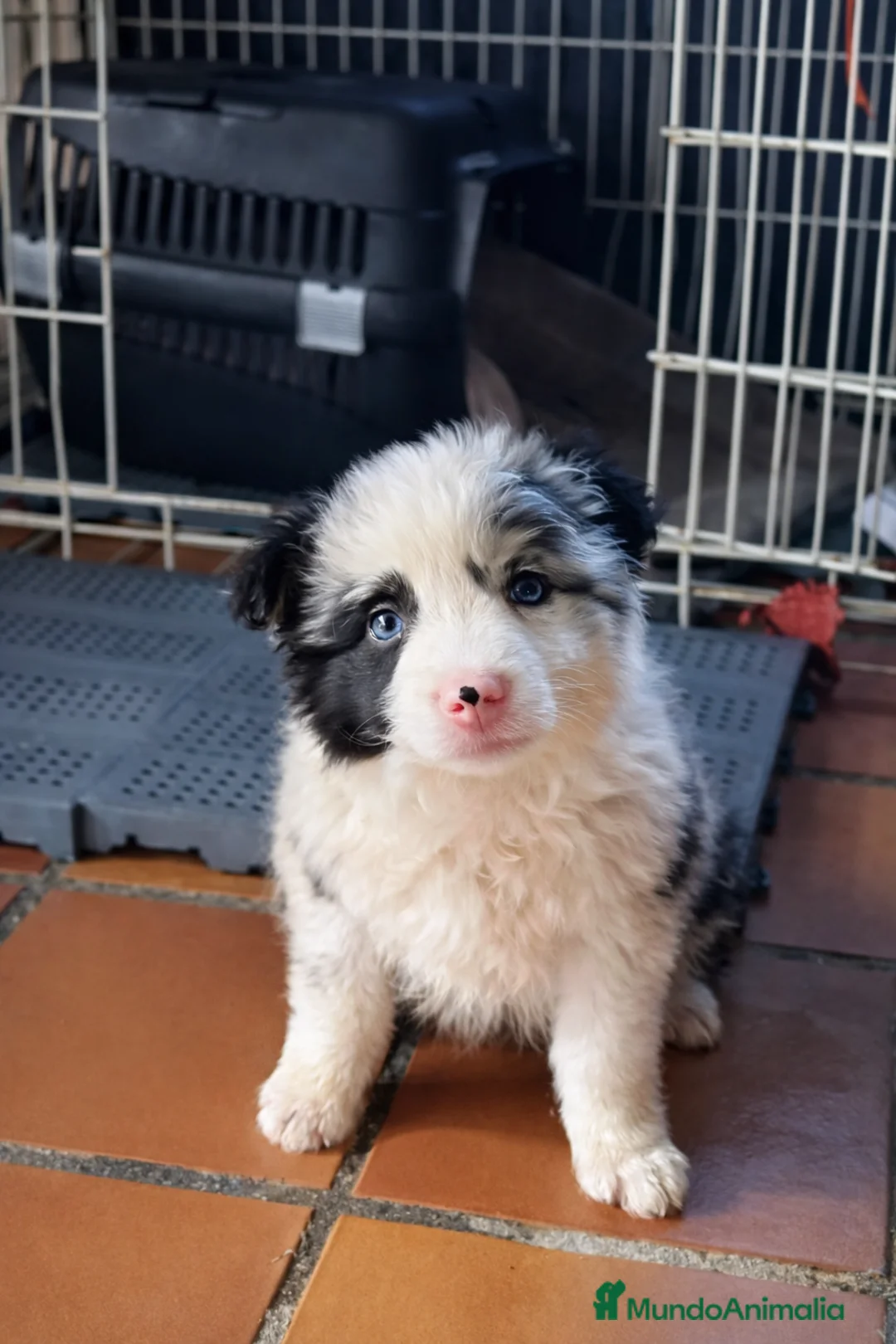 Border Collie perros en venta: Preciosa BORDER COLLIE MERLE  - Anuncio 3