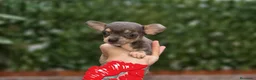 Chihuahua perros en venta: Chihuahua blue  - Anuncio 1