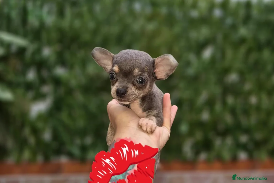 Chihuahua perros en venta: Chihuahua blue  - Anuncio 1