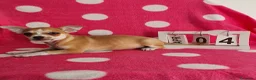 Chihuahua perros en venta: Chihuahua mini  - Anuncio 5