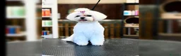 Bichón Maltés perros en venta: Bichon maltés  - Anuncio 2
