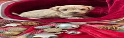 Maltipoo perros en venta: Maltipoo hembra disponible !!! - Anuncio 5