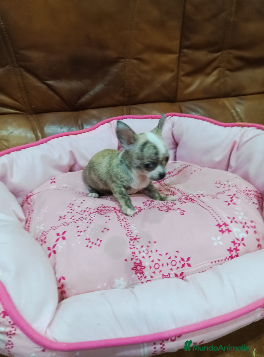 Chihuahua perros en venta: Chihuahua toy  - Anuncio 2