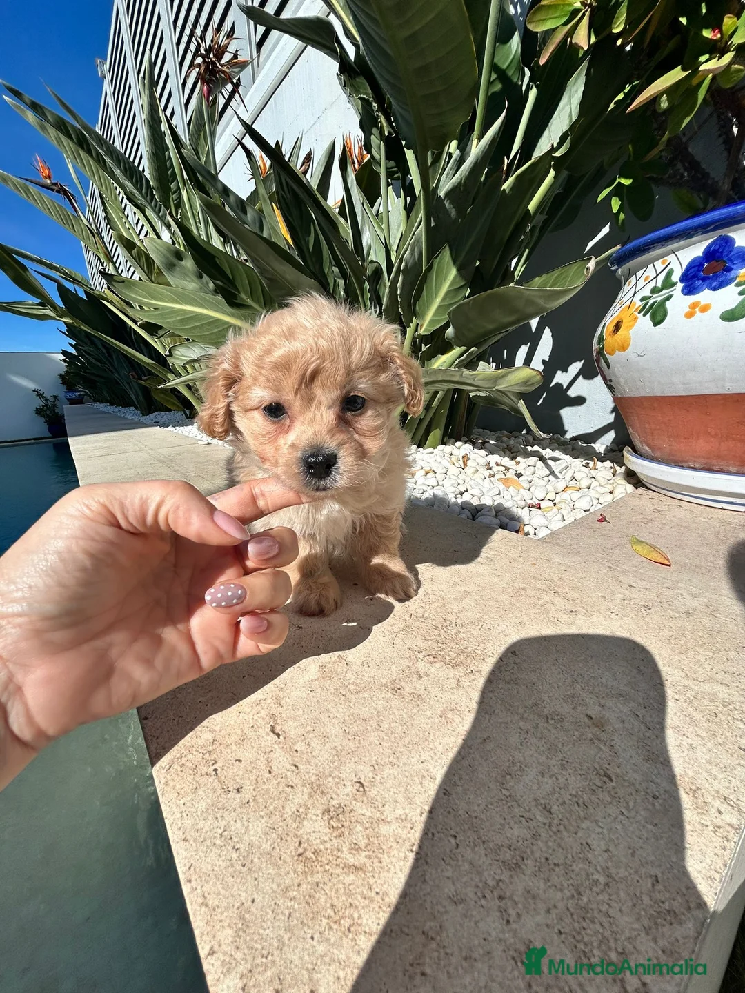 Maltipoo perros en venta: Maltipoo mini  - Anuncio 3
