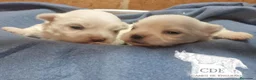 Bichón Maltés perros en venta: Machitos de Bichón Maltés  - Anuncio 3