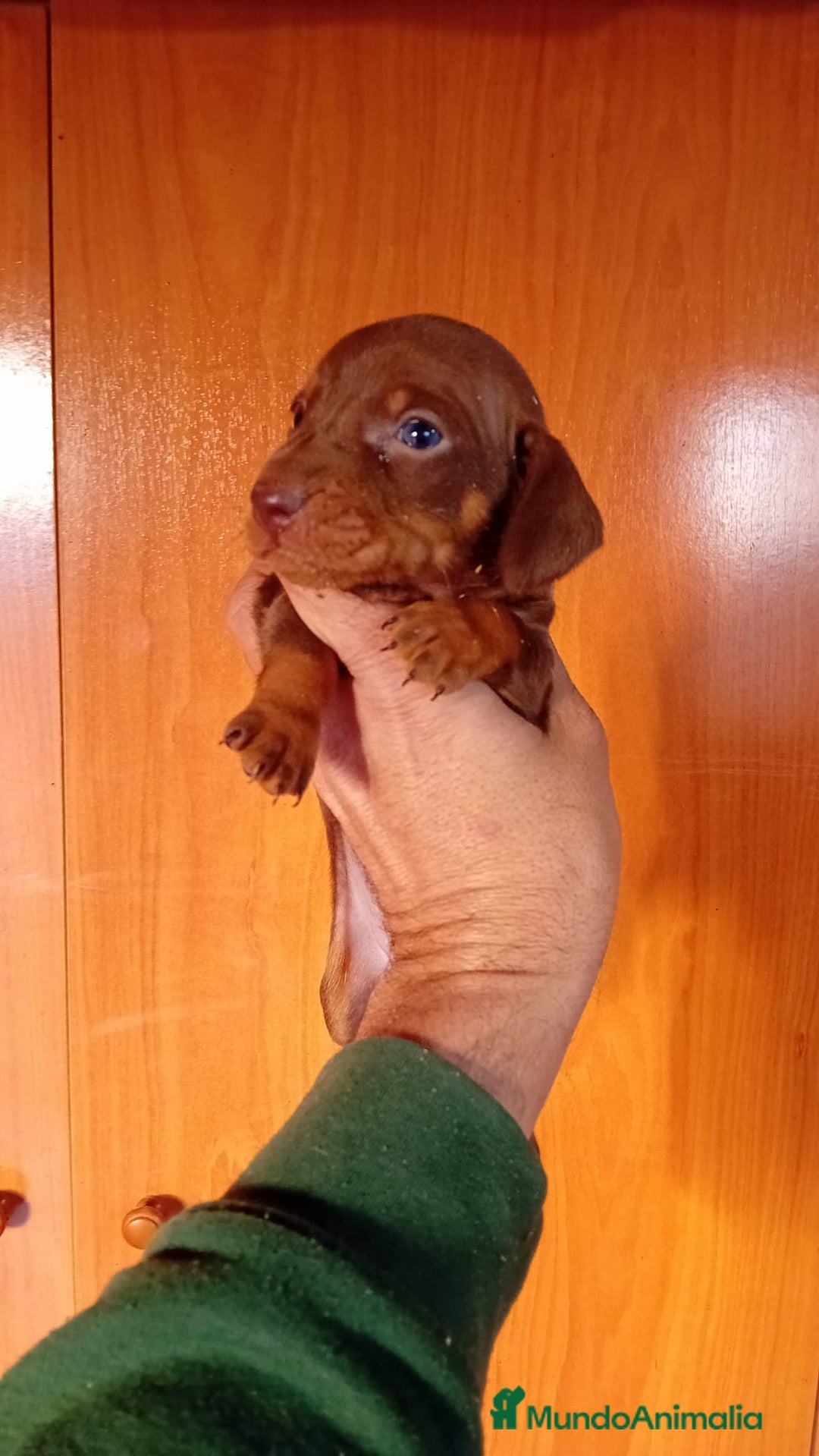 Teckel Miniatura perros en venta: Teckel kaninchen  - Imagen 6