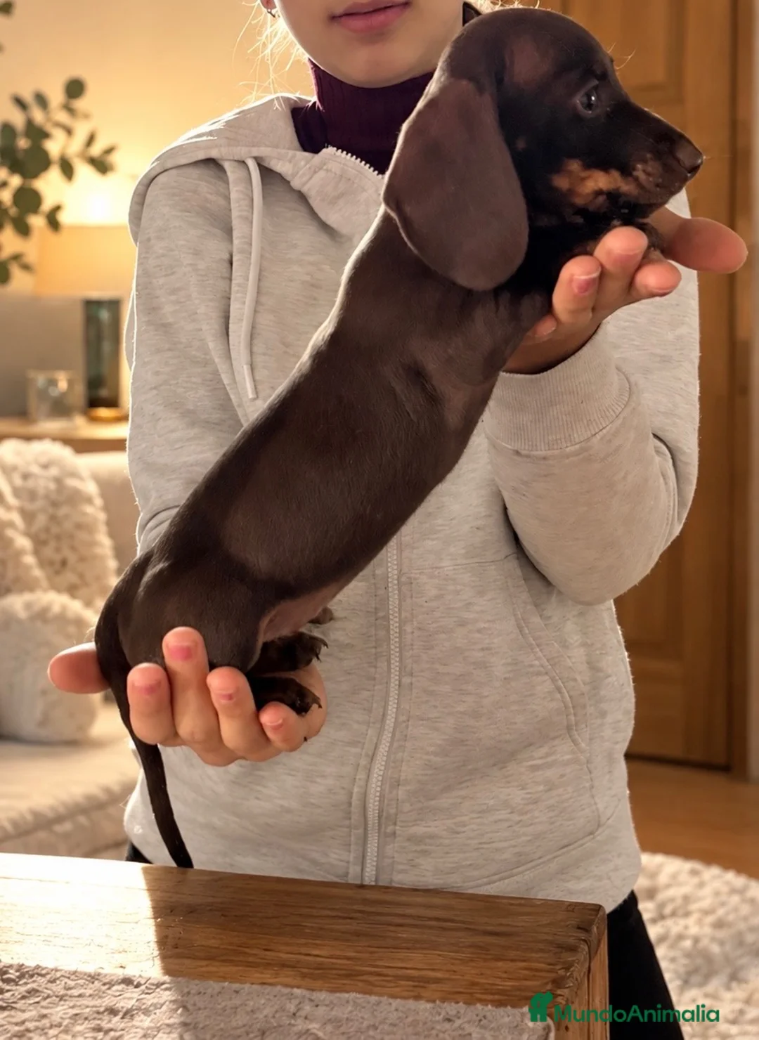 Teckel Miniatura perros en venta: Ultimos salchichas super miniatura - Anuncio 3