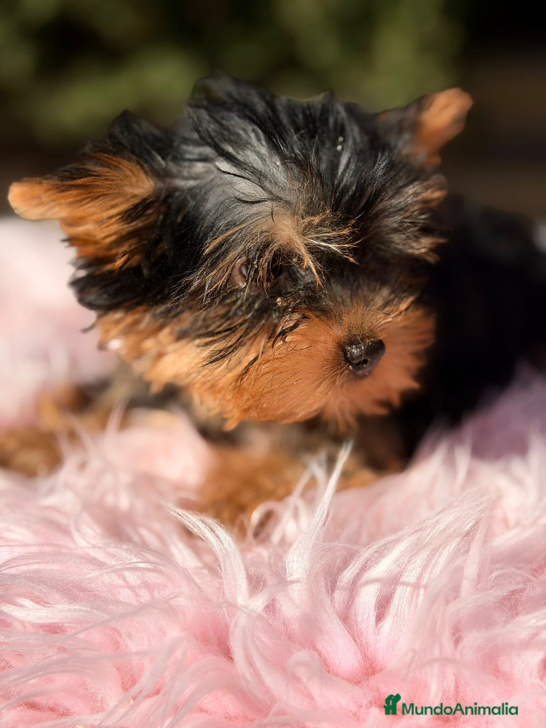 Yorkshire Terrier perros en venta: Yorkshire terrier negro fuego - Anuncio 3