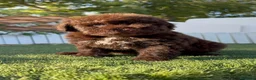 Perro de Agua Español perros en venta: PERRO DE AGUA ESPAÑOL - HEMBRAS - Anuncio 11