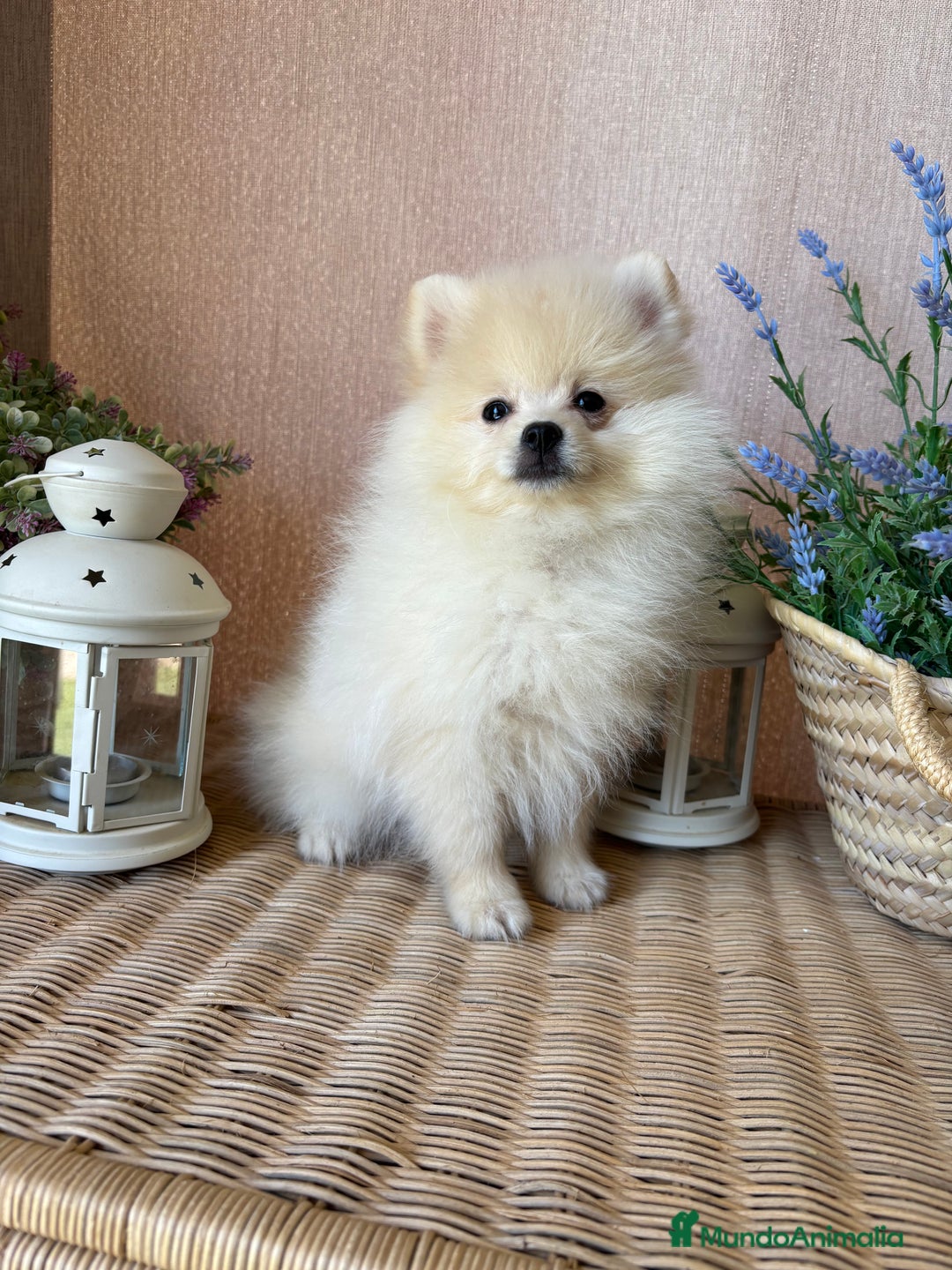 Pomerania perros en venta: Pomerania totalmente vacunado !!! - Anuncio 3