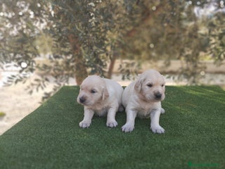 Golden Retriever perros - Anuncio 6
