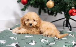 Caniche Mediano perros en venta: Caniche enano disponibles!! - Anuncio 3