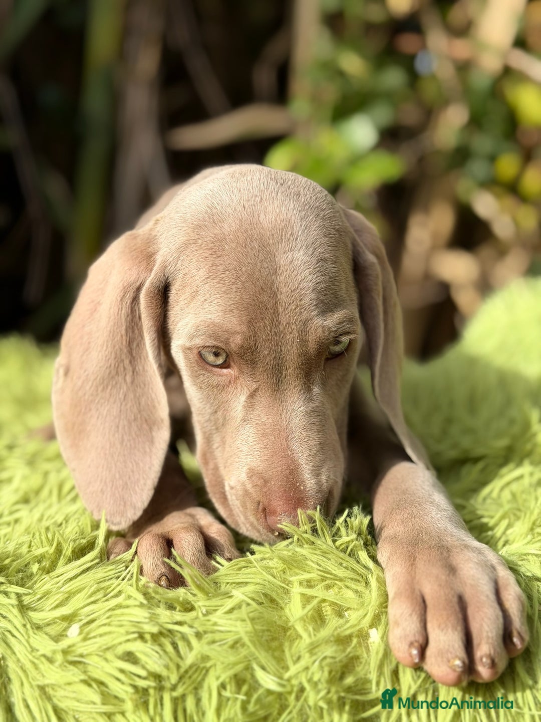 Weimaraner perros en venta: Braco de weimar  - Anuncio 4