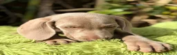 Weimaraner perros en venta: Braco de weimar  - Anuncio 4