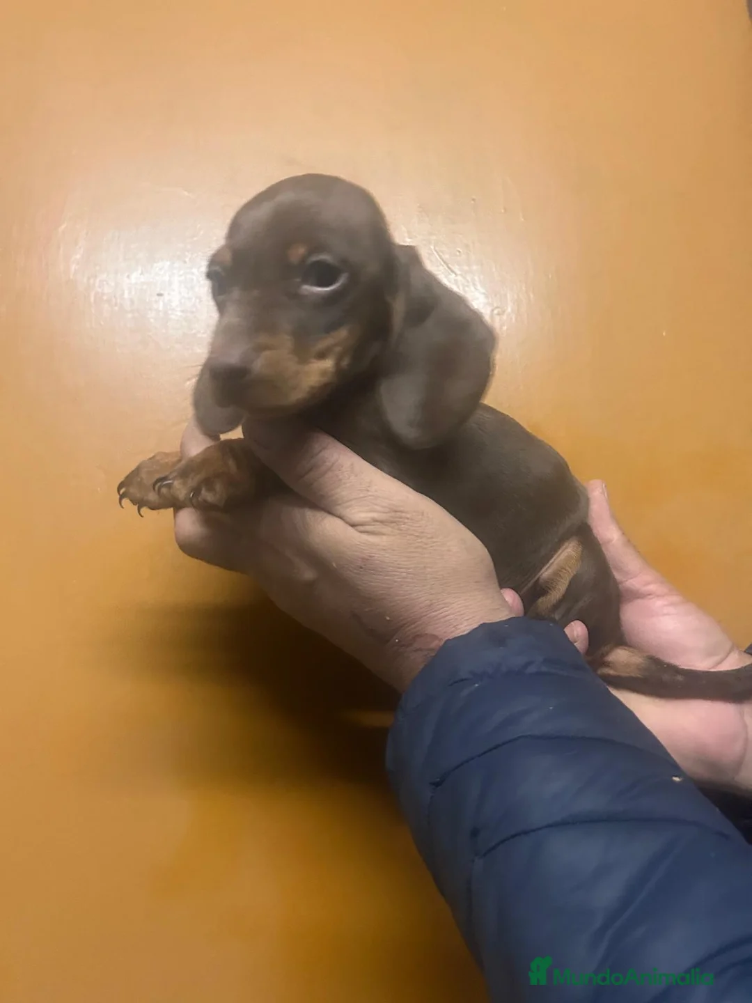 Teckel Miniatura perros en venta: Teckel kanichen  - Anuncio 1