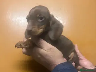 Teckel Miniatura perros Teckel kanichen - Anuncio 1