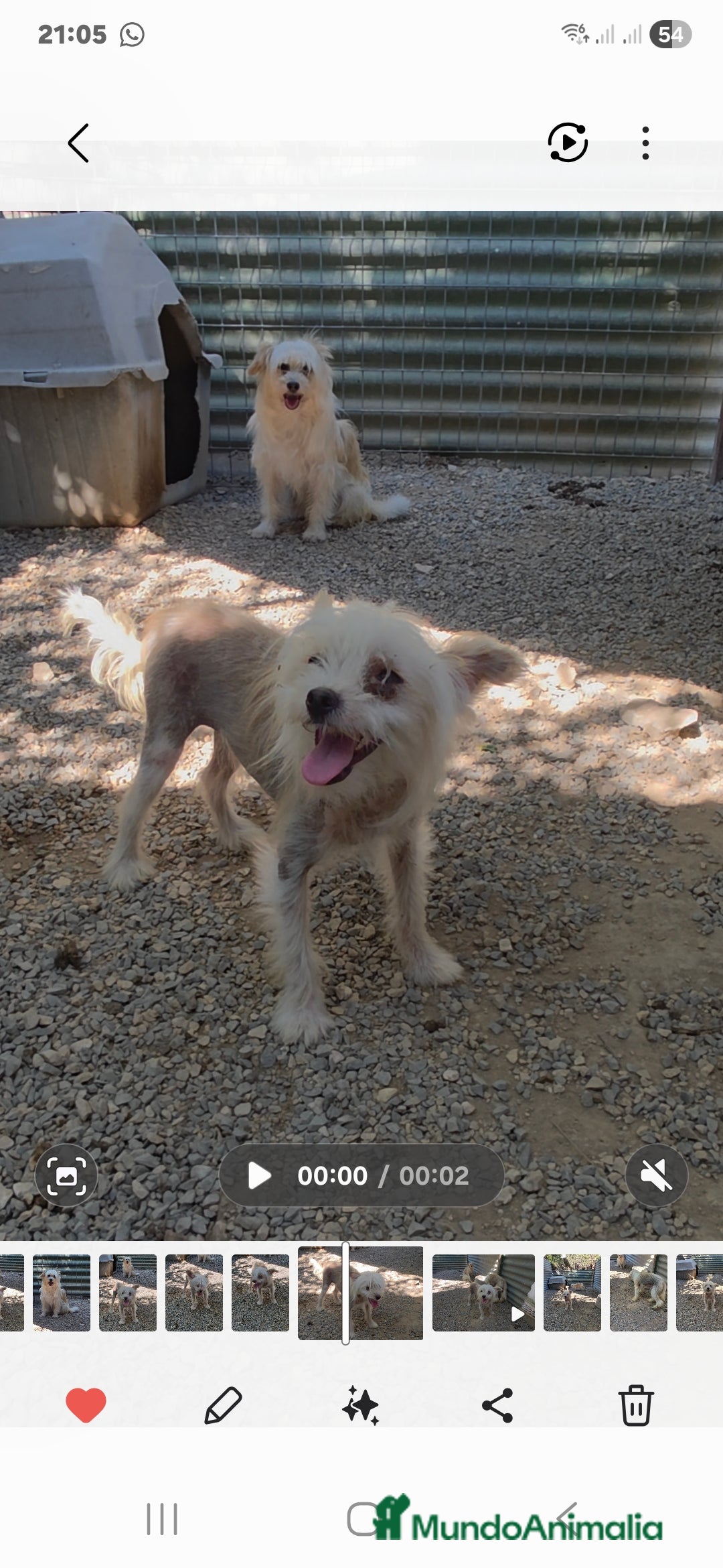 Perro Crestado Chino perros en venta: Crestado chino  - Anuncio 2