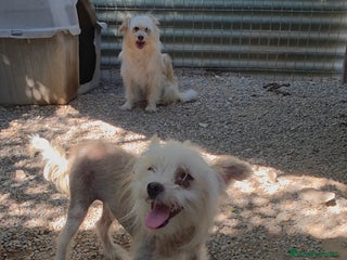 Perro Crestado Chino perros Crestado chino - Anuncio 33