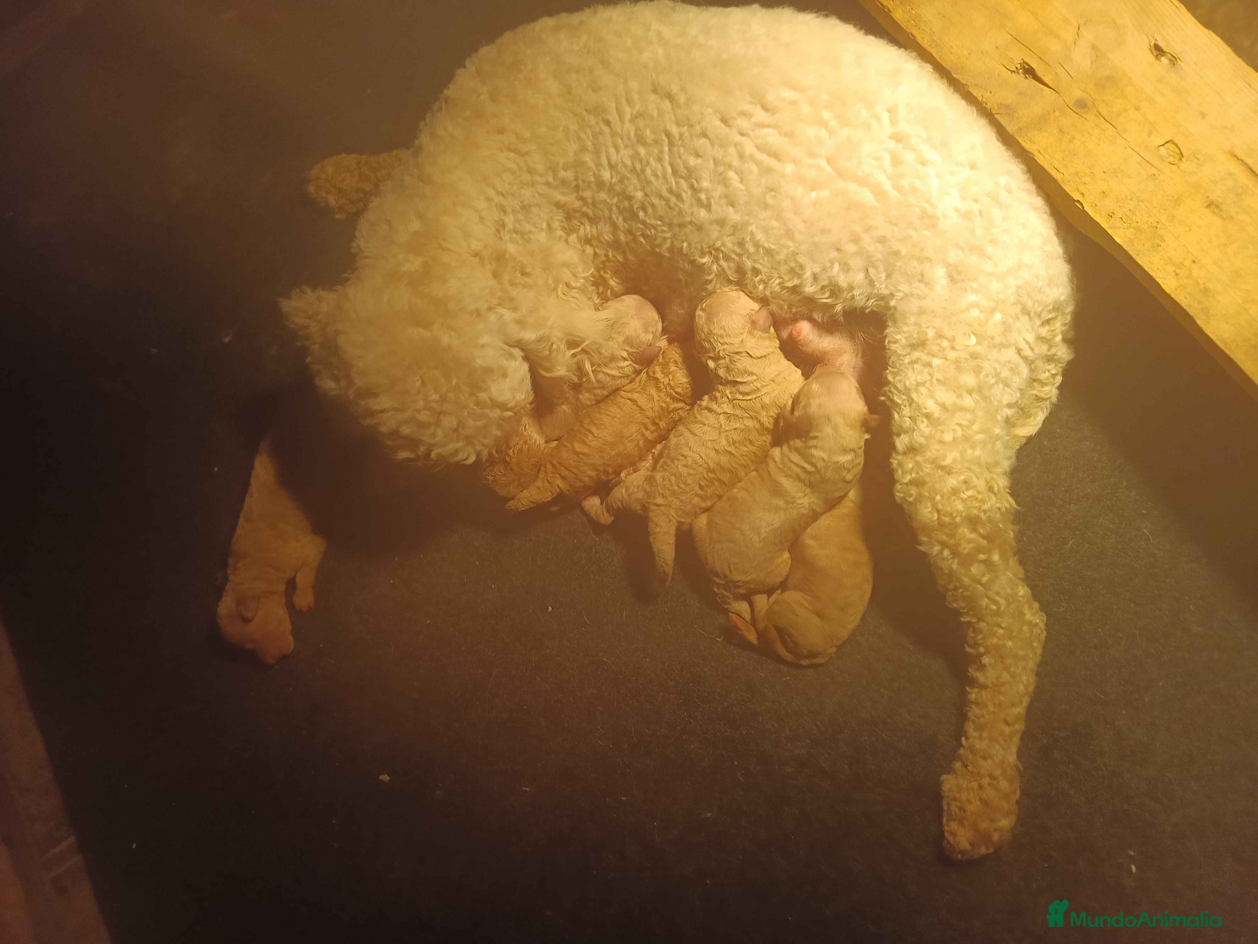 Caniche Mediano perros Caniches - Anuncio 20