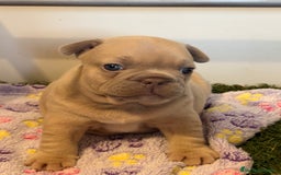 Bulldog Francés perros en venta: Precioso macho bulldog francés  - Anuncio 4