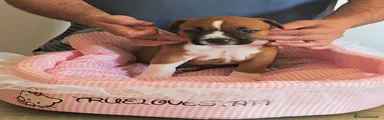 American Staffordshire-Terrier 4