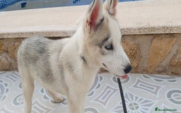 Husky Siberiano perros en venta: Cachorros Husky Siberiano  - Imagen 4