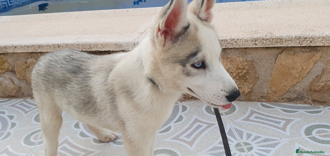 Husky Siberiano perros en venta: Cachorros Husky Siberiano  - Imagen 4