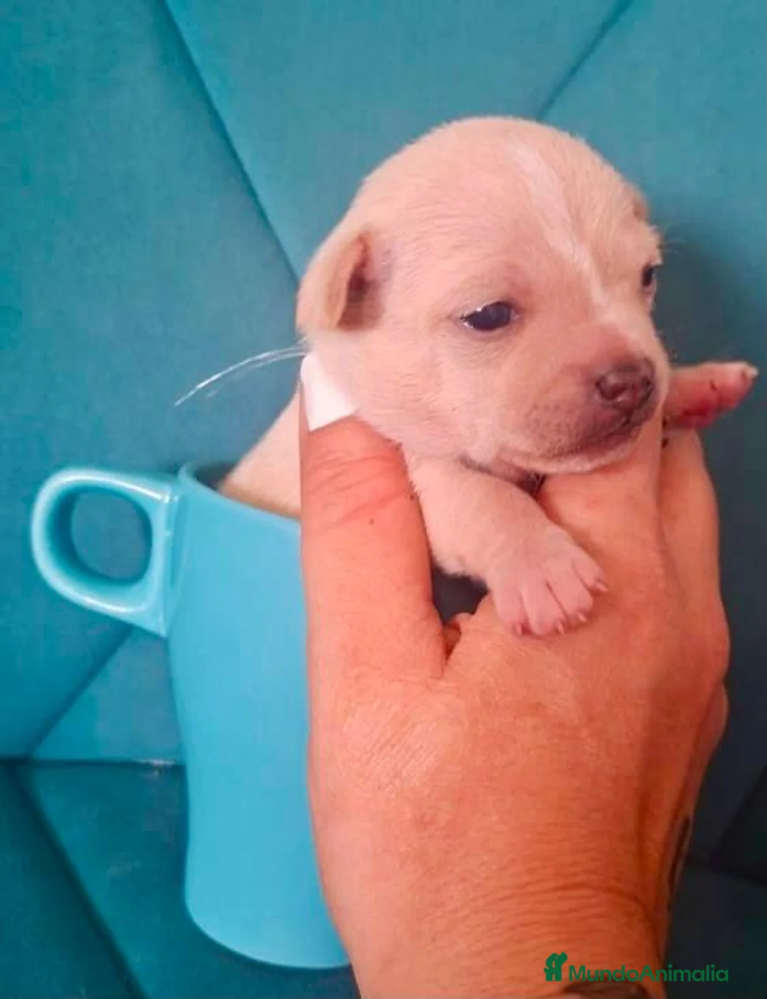 Chihuahua perros en venta: Chihuahua - Anuncio 2