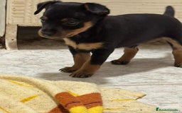 Pinscher Miniatura perros en venta: Pincher - Imagen 1