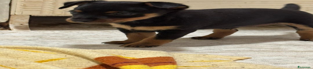 Pinscher Miniatura Cachorro 1