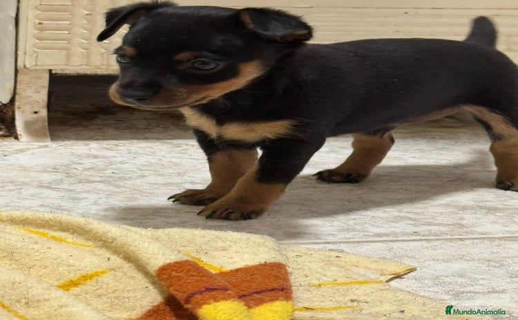 Pinscher Miniatura perros - Anuncio 1