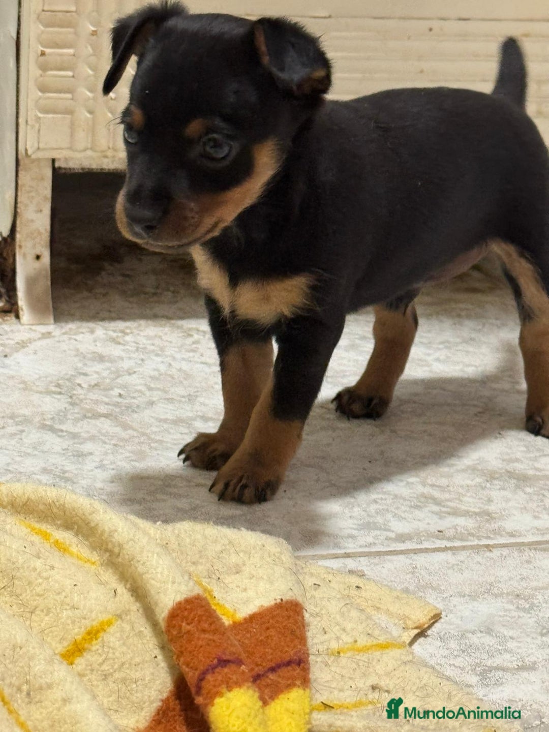 Pinscher Miniatura perros en venta: Pincher - Imagen 1