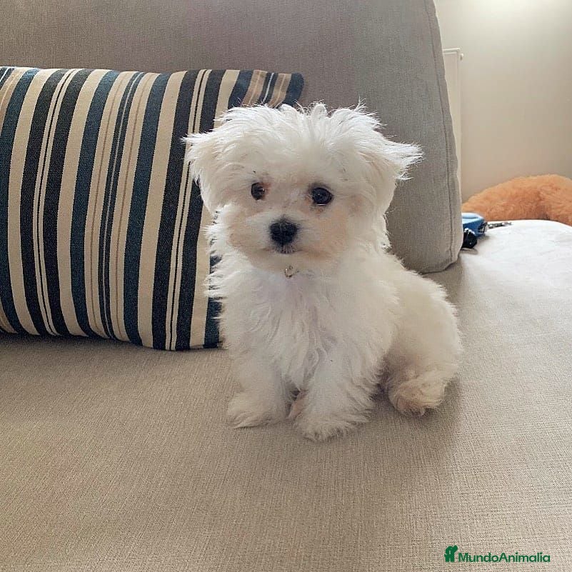 Bichón Maltés perros BICHON MALTES MACHO EXCLUSIVO  - Anuncio 36