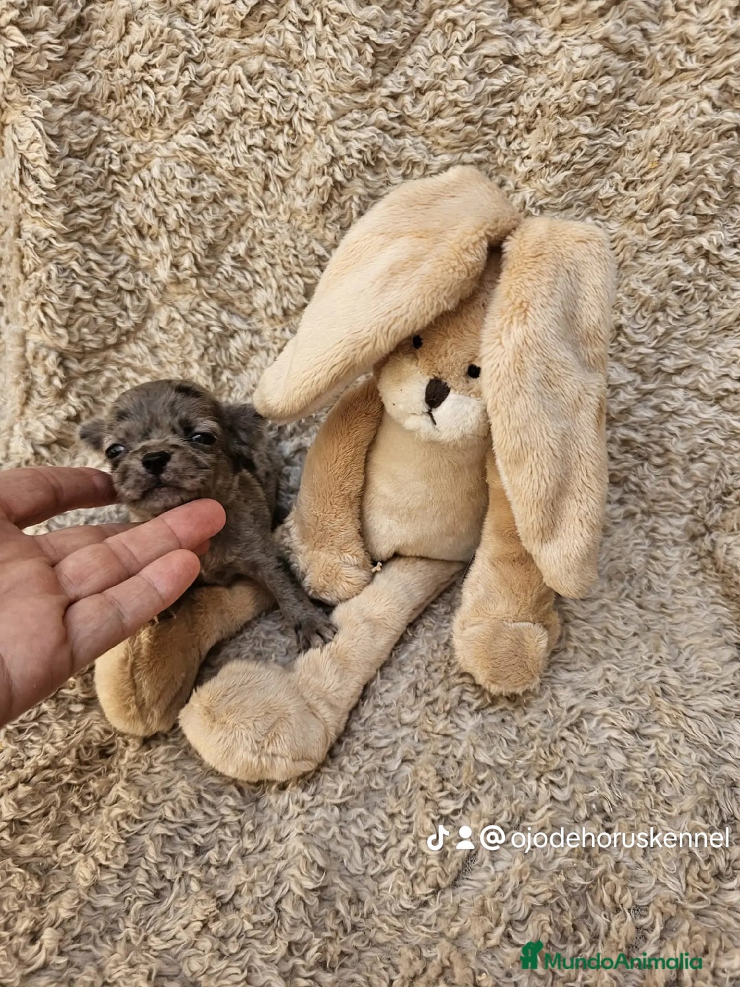 Chihuahua perros en venta: ⚜️Chihuahua merle hembra ⚜️🐾 - Imagen 2