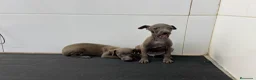 Pequeño Lebrel Italiano perros en venta: Cachorros Piccolo 700€ ¡PRECIO REAL! Valencia - Anuncio 2
