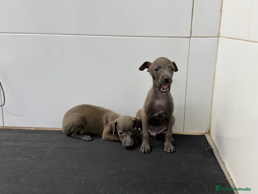 Pequeño Lebrel Italiano perros en venta: Cachorros Piccolo 700€ ¡PRECIO REAL! Valencia - Anuncio 2