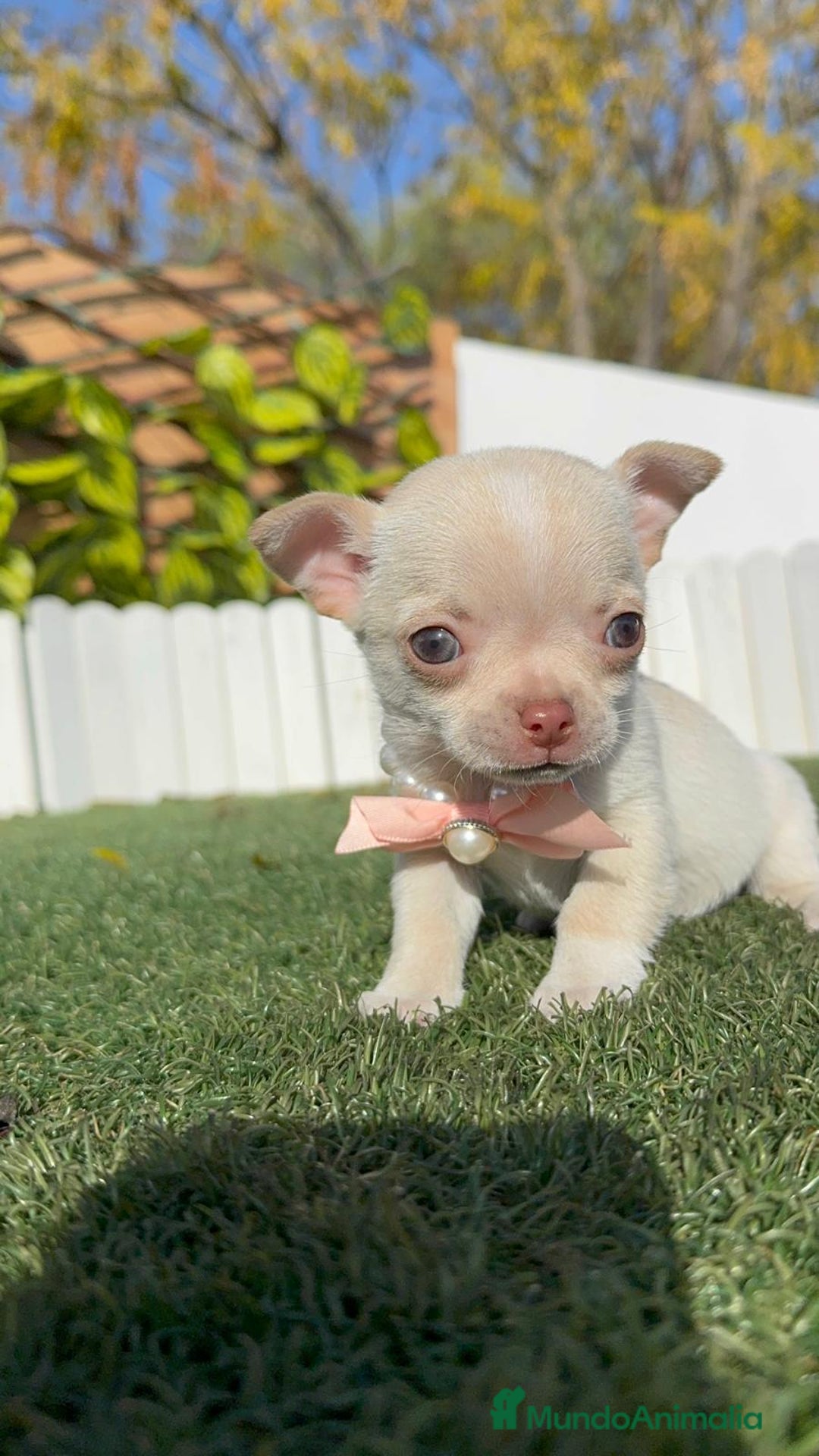 Chihuahua perros en venta: CHIHUAHUA HEMBRA - Anuncio 23