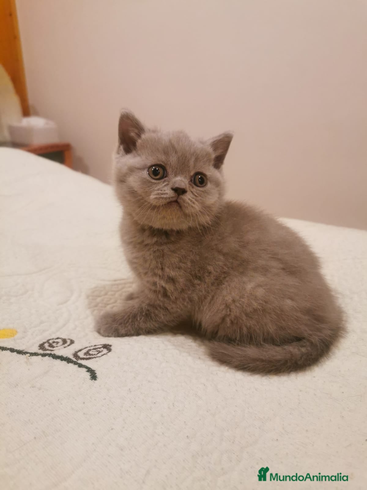Británico de Pelo Corto Azul gatos Hembrita de British de pelo corto blue - Anuncio 2